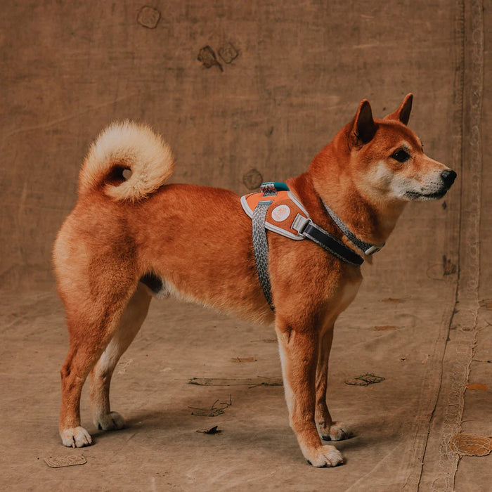 Reebok X Zee.Dog Suede FlyHarness