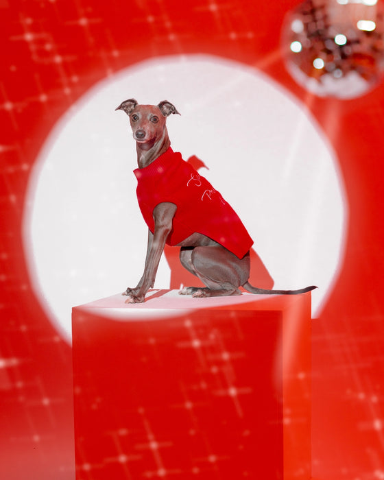 "Santa, Promise I've Been Good" Red Christmas Jumper for Dogs