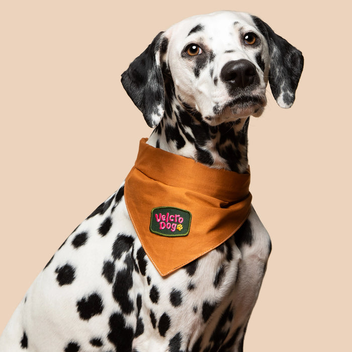 Scout's Honour, Velcro Dog , Iron-On Patch for Pets