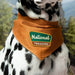 Dalmatian dog wearing an orange bandana with 'National Treasure' text against a blurred natural background