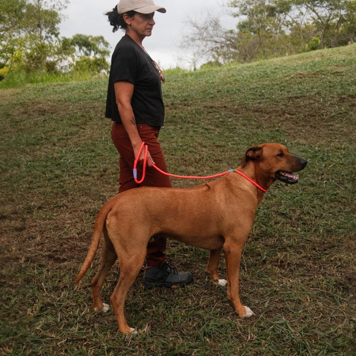 Zee.Dog Slip-N-Lock Slip Lead for Dogs - Everest