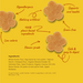 Four flower-shaped potato cookies arranged on a yellow background with handwritten-style callouts and ingredient text. The text highlights features like hypoallergenic, nothing artificial, 100% plant-based ingredients, low calorie, human grade, supports oral health, grain-free, safe & easy to digest, and lists the ingredients.