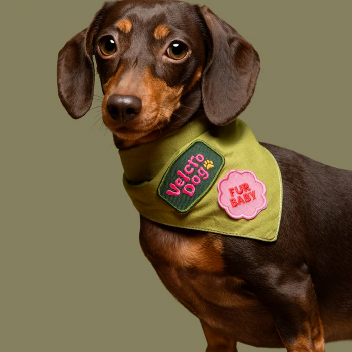 Scout's Honour, Velcro Dog , Iron-On Patch for Pets