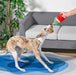 Dog playing with a watermelon-shaped chew toy in a living room.