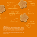 A product information graphic on a warm orange background showing several flower-shaped baked cookies with handwritten-style callouts such as hypoallergenic, nothing artificial, 100% plant-based ingredients, grain-free, low calorie, human grade, and safe & easy to digest. An ingredients list appears in the lower left corner.