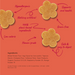 Four flower-shaped baked cookies on a coral background with handwritten callouts and a ingredients list. Text includes 'Hypoallergenic', 'Nothing artificial', '100% plant-based ingredients', 'Low calorie', 'Human grade', 'Supports oral health', 'Grain-free', and 'Safe & easy to digest'.