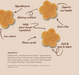 Four flower-shaped golden-brown cookies arranged on a beige background with handwritten callouts and a list of ingredients. Text includes 'Hypoallergenic', 'Nothing artificial', '100% plant-based ingredients', 'Low calorie', 'Supports oral health', 'Grain-free', 'Safe & easy to digest', and a section of ingredients at the bottom.
