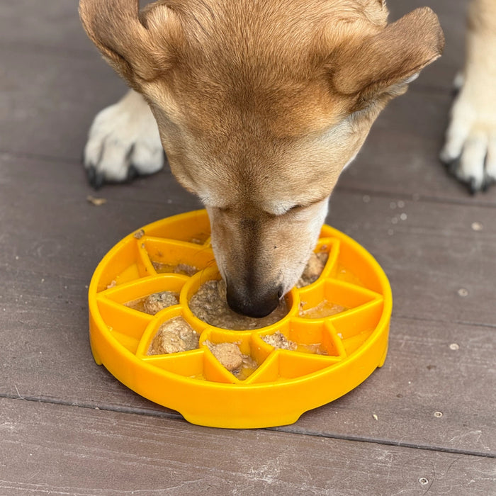 SodaPup Sunflower Design Shallow Slow Feeder Dog Bowl
