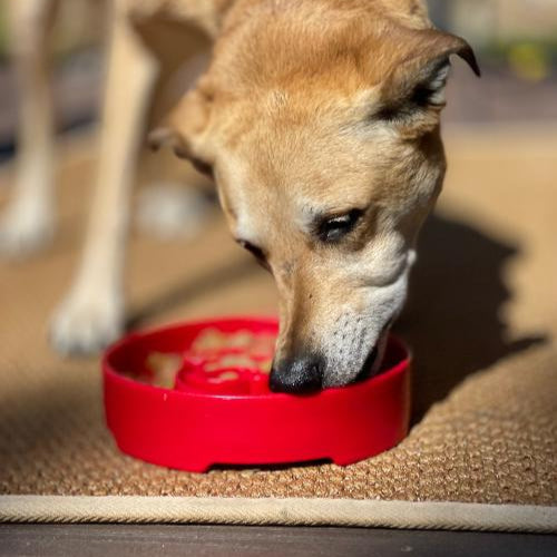 Dog eating from a red bowl on a carpeted floor