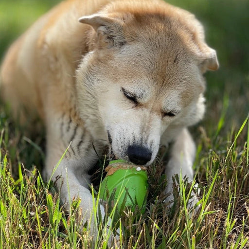 Dog playing with a green gnome in a grassy field
