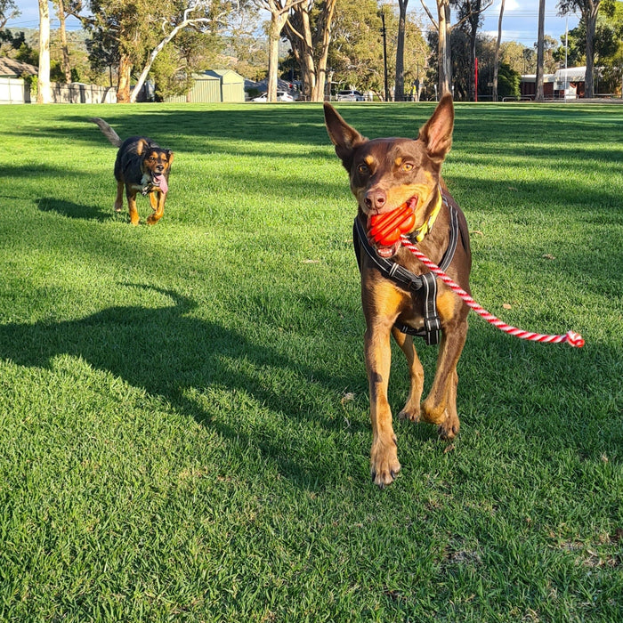 SodaPup Heart on a String Ultra Durable Rubber Rope Toy