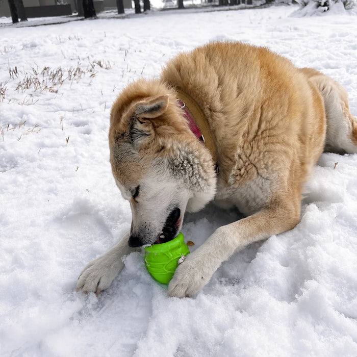 Dog playing with a green toy in the snow