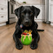 Black dog lying on a wooden floor with a green dog toy shaped like a cake.
