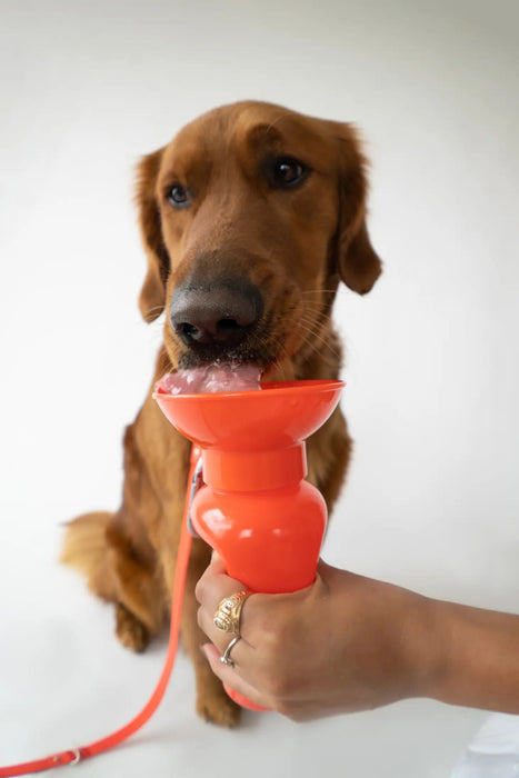 Dog Water Travel Bottle - Regular