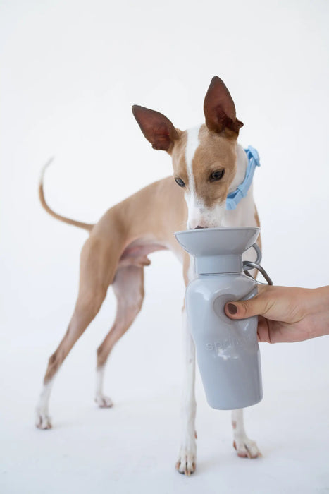 Dog Water Travel Bottle - Regular