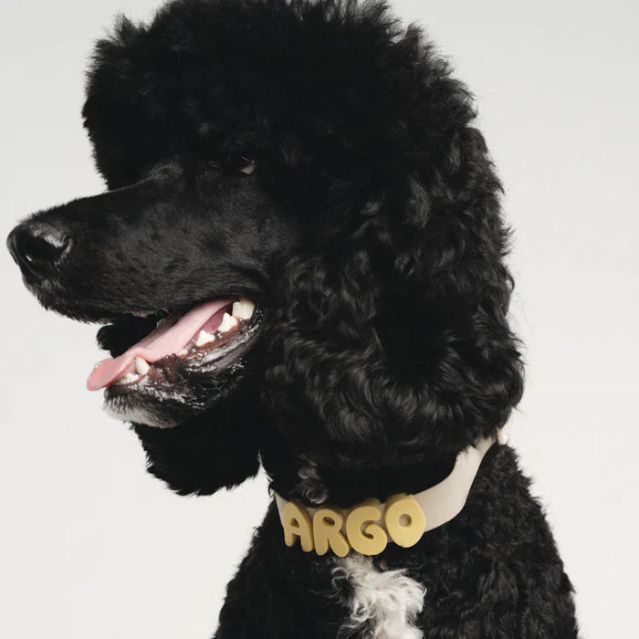 dog wearing collar with charms