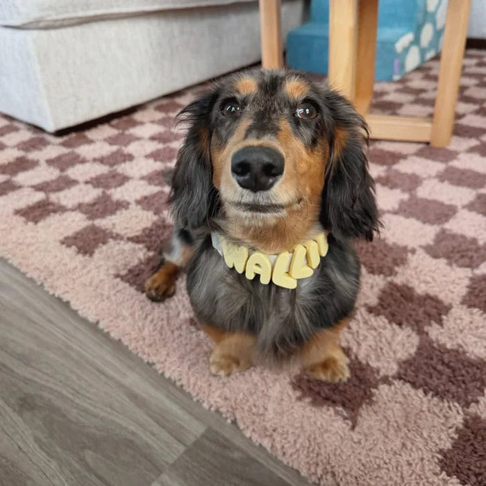 dog wearing collar with charms in a lounge