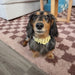 dog wearing collar with charms in a lounge