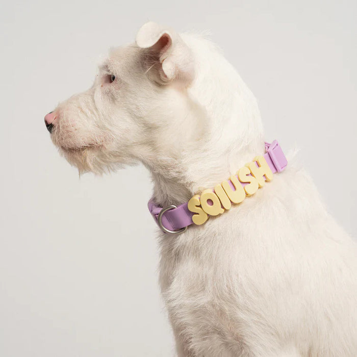 dog wearing collar with charms