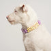 dog wearing collar with charms