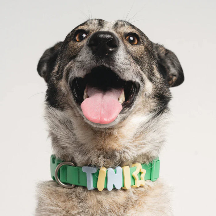 dog wearing collar with charms