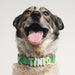 dog wearing collar with charms