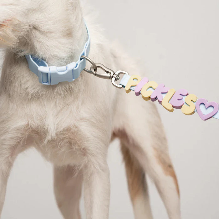 dog wearing collar and lead with charms