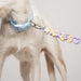 dog wearing collar and lead with charms