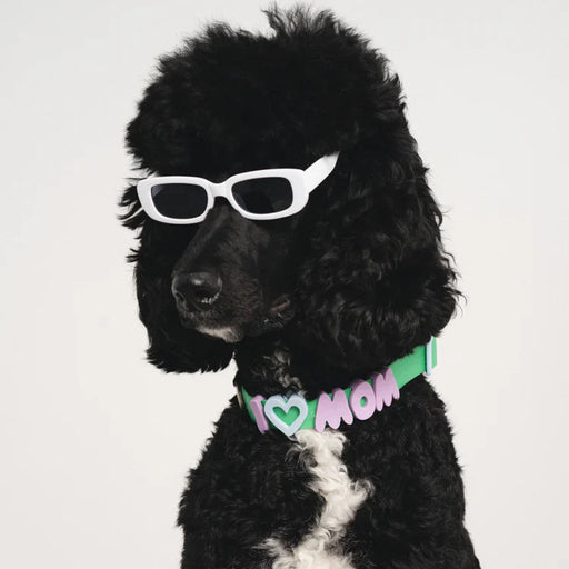 dog wearing sunglasses and colour with charms