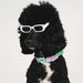 dog wearing sunglasses and colour with charms