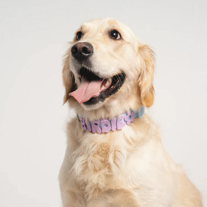 dog wearing collar with charms