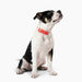 dog wearing collar with charms