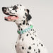dog wearing collar with charms