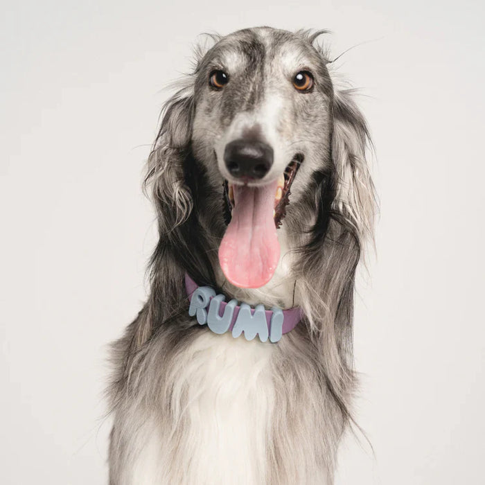 dog wearing collar with charms