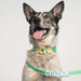 dog wearing collar with charms and lead