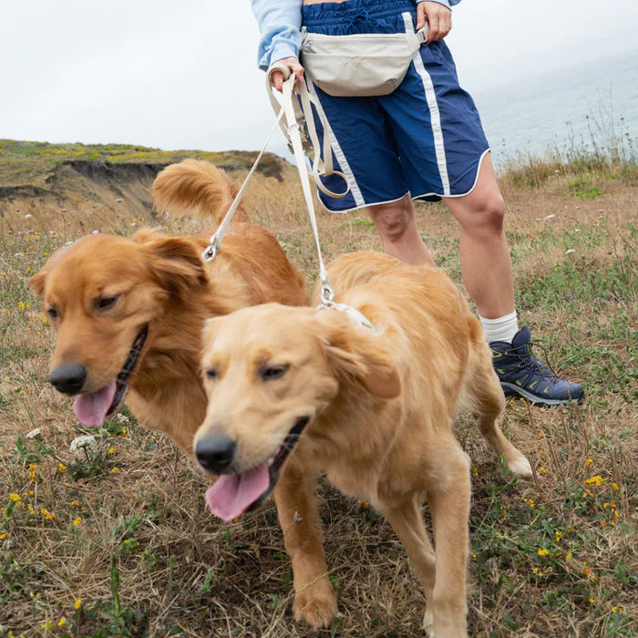 two dogs on a walk with human