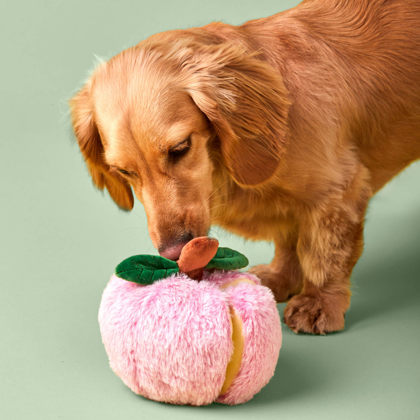 The Foggy Dog Toys