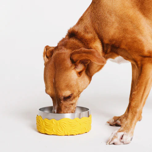 Dog drinking from a yellow and silver dog bowl on a white background