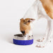 Dog drinking from a blue and silver dog bowl on a white background