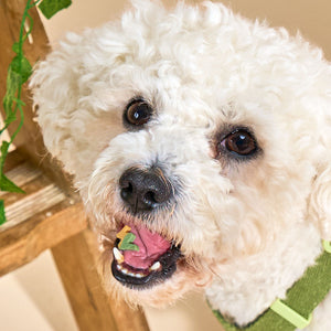 Low Fat Dog Treats For Hotter Months
