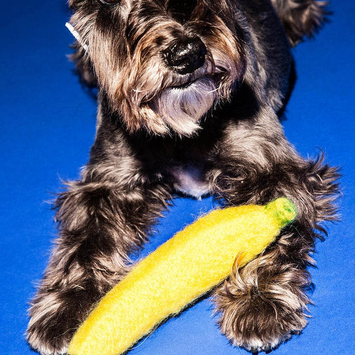 Dog playing with a yellow toy on a blue background