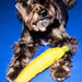 Dog playing with a yellow toy on a blue background