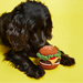 Black dog playing with a crochet hamburger toy on a yellow background