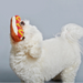 White dog playing with a hot dog-shaped toy against a plain background
