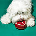 White dog playing with a red and brown knitted toy on a green background