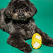 Small dog holding a corn toy on a green background