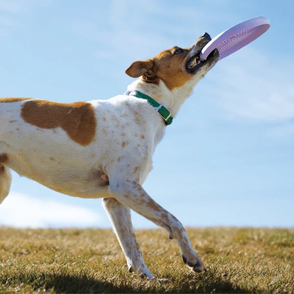 Woof Fly 'N' Feed Lavender Dog Frisbee & Lick Mat