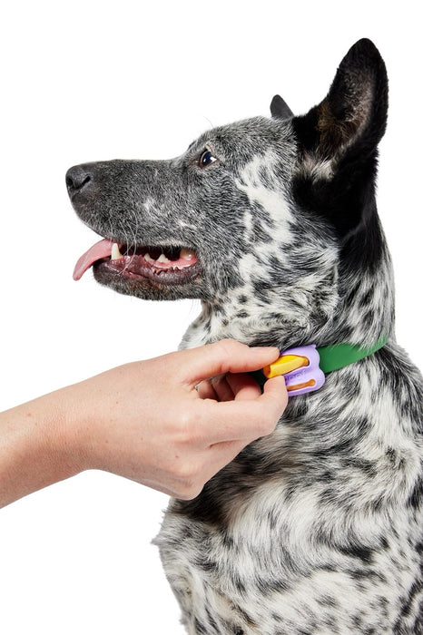 Woof Poomergency Poo Bags & Poo Holders