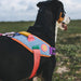 Dog wearing a colorful harness in an outdoor setting