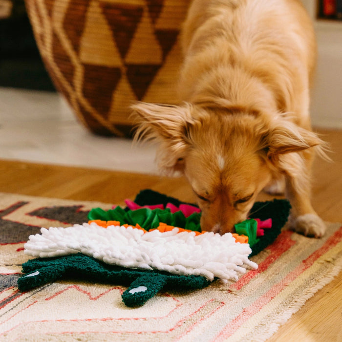 Dog playing with a toy on a rug in a home setting